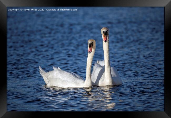 Pair of white swans Framed Print by Kevin White