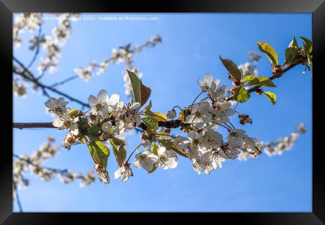 Selective focus of beautiful cherry trees in blossom during spri Framed Print by Michael Piepgras