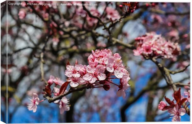 Beautiful cherry and plum trees in blossom during springtime wit Canvas Print by Michael Piepgras
