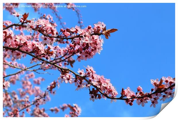 Beautiful cherry and plum trees in blossom during springtime wit Print by Michael Piepgras