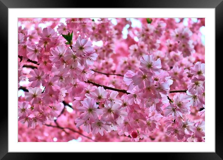 Beautiful cherry and plum trees in blossom during springtime wit Framed Mounted Print by Michael Piepgras