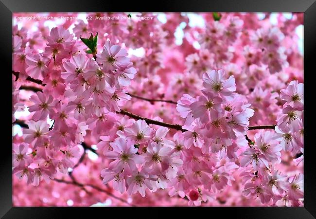 Beautiful cherry and plum trees in blossom during springtime wit Framed Print by Michael Piepgras