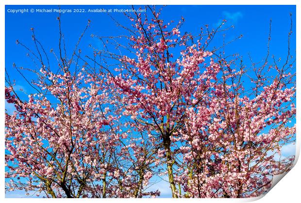 Beautiful cherry and plum trees in blossom during springtime wit Print by Michael Piepgras