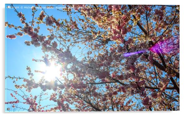 Beautiful cherry and plum trees in blossom during springtime wit Acrylic by Michael Piepgras