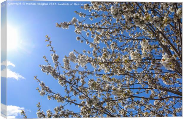 Beautiful cherry and plum trees in blossom during springtime wit Canvas Print by Michael Piepgras