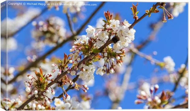 Beautiful cherry and plum trees in blossom during springtime wit Canvas Print by Michael Piepgras
