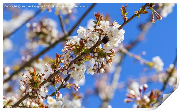 Beautiful cherry and plum trees in blossom during springtime wit Print by Michael Piepgras