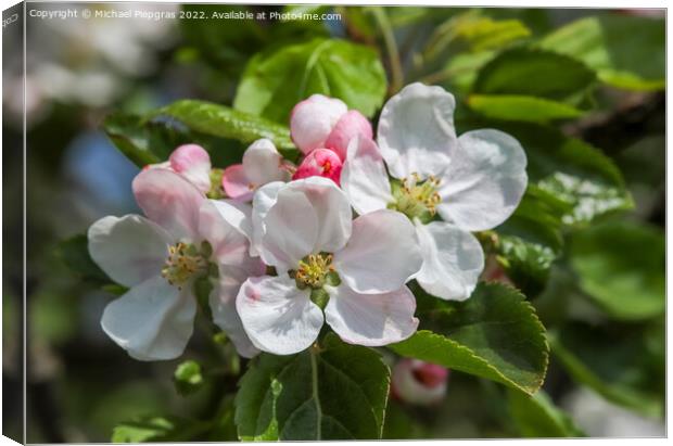 Beautiful cherry and plum trees in blossom during springtime wit Canvas Print by Michael Piepgras