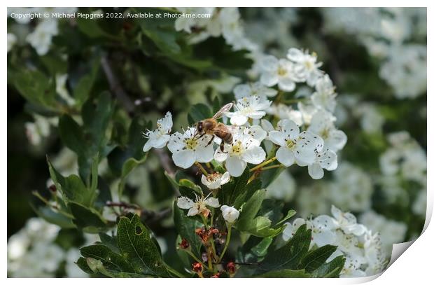 Beautiful cherry and plum trees in blossom during springtime wit Print by Michael Piepgras