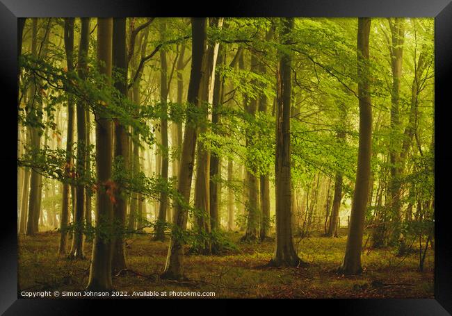 soft woodland light Framed Print by Simon Johnson