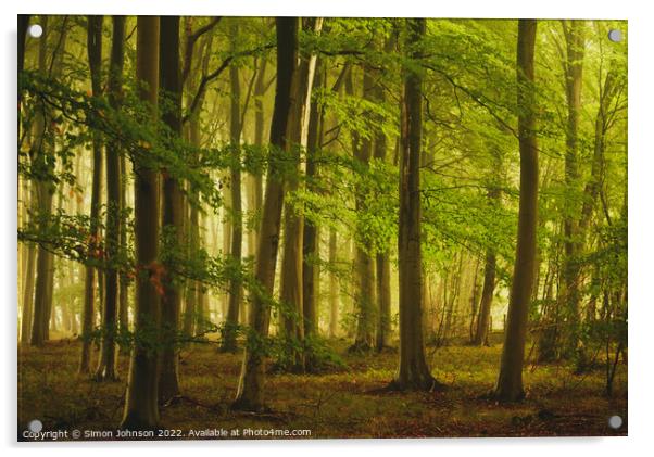 soft woodland light Acrylic by Simon Johnson