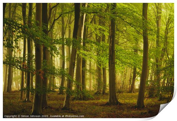 soft woodland light Print by Simon Johnson