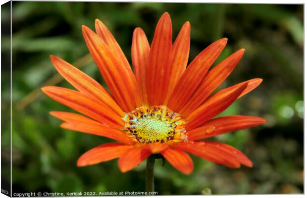 Daisy Filled with Water Canvas Print by Christine Kerioak