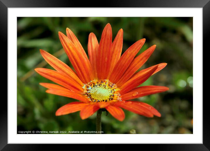 Daisy Filled with Water Framed Mounted Print by Christine Kerioak
