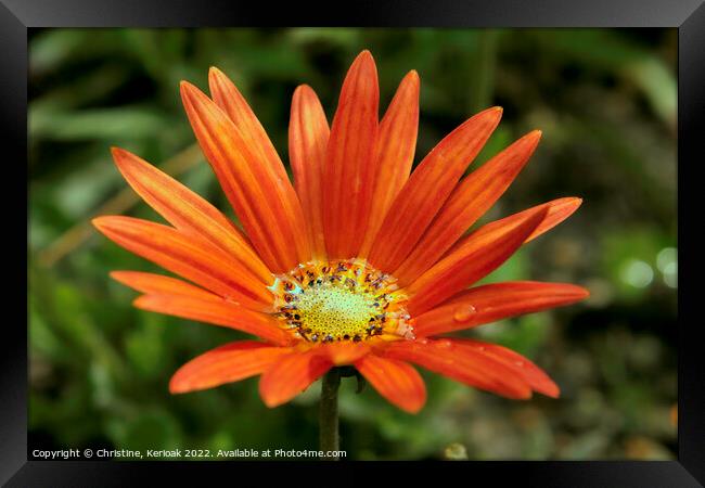 Daisy Filled with Water Framed Print by Christine Kerioak