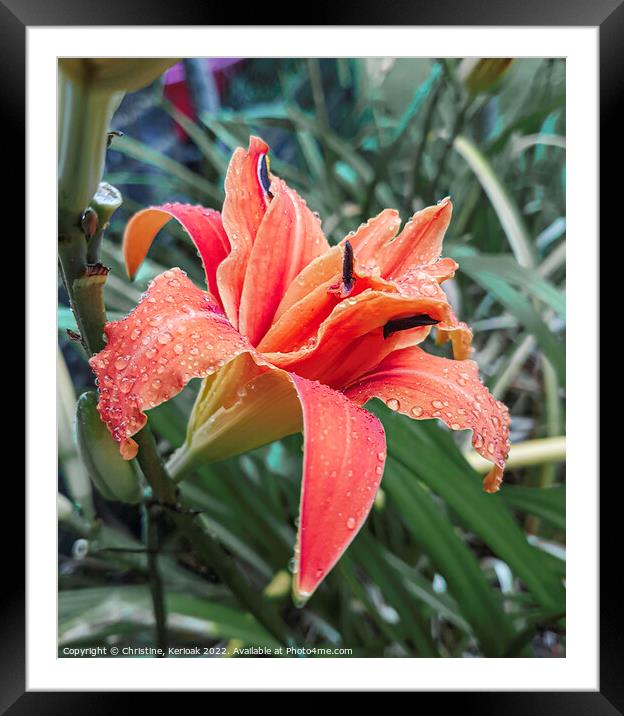 Orange Day Lily Framed Mounted Print by Christine Kerioak