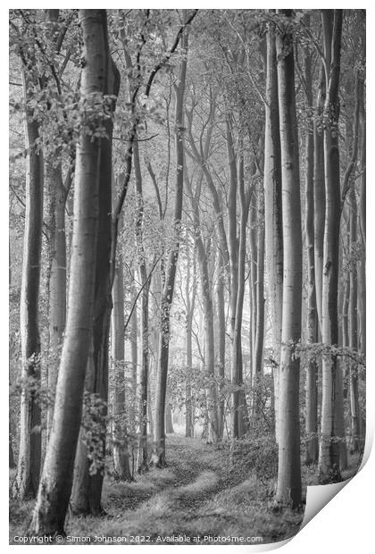 Woodland Monochrome Print by Simon Johnson