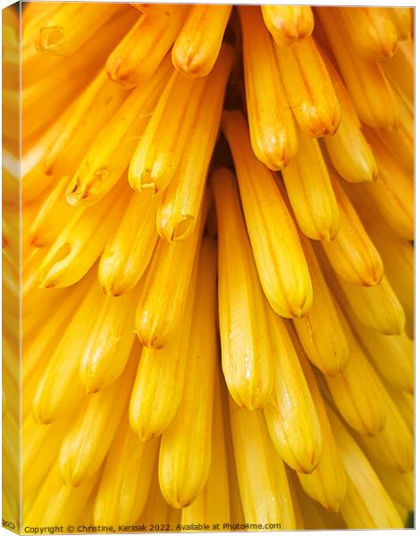 Close up of Kniphofia - Red Hot Poker Canvas Print by Christine Kerioak