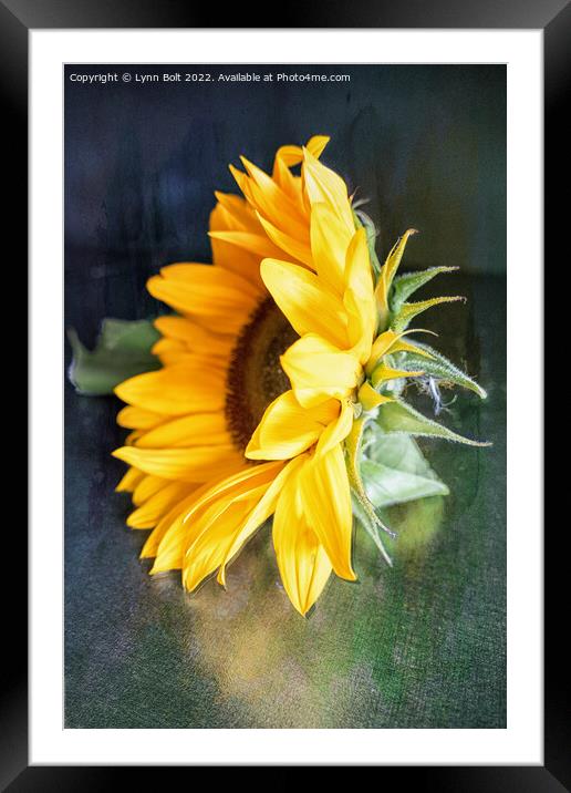 Sunflower Framed Mounted Print by Lynn Bolt
