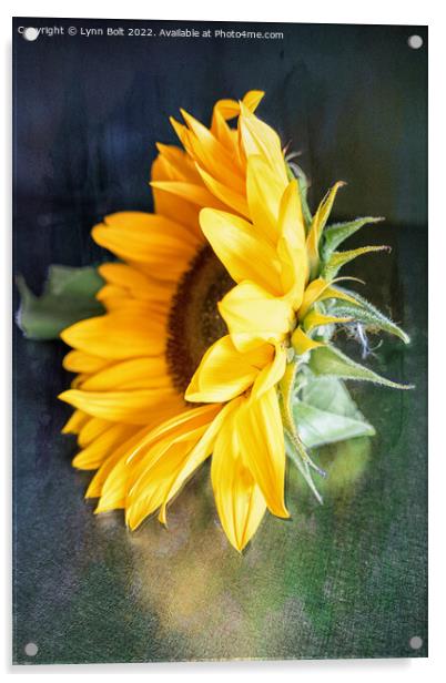 Sunflower Acrylic by Lynn Bolt