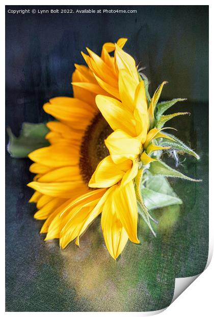 Sunflower Print by Lynn Bolt