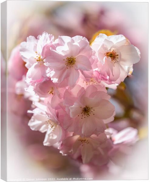 spring Cherry Blossom Canvas Print by Simon Johnson