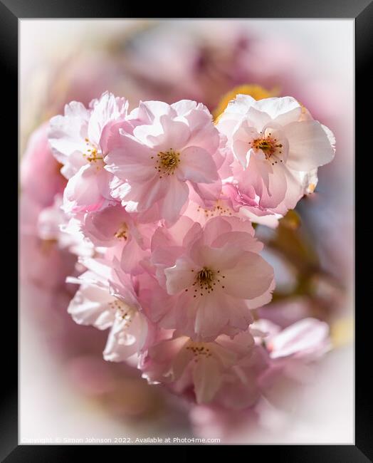 spring Cherry Blossom Framed Print by Simon Johnson