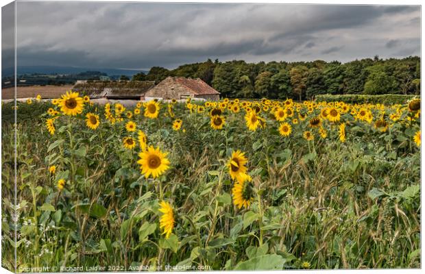 Stormy Sunflowers Canvas Print by Richard Laidler