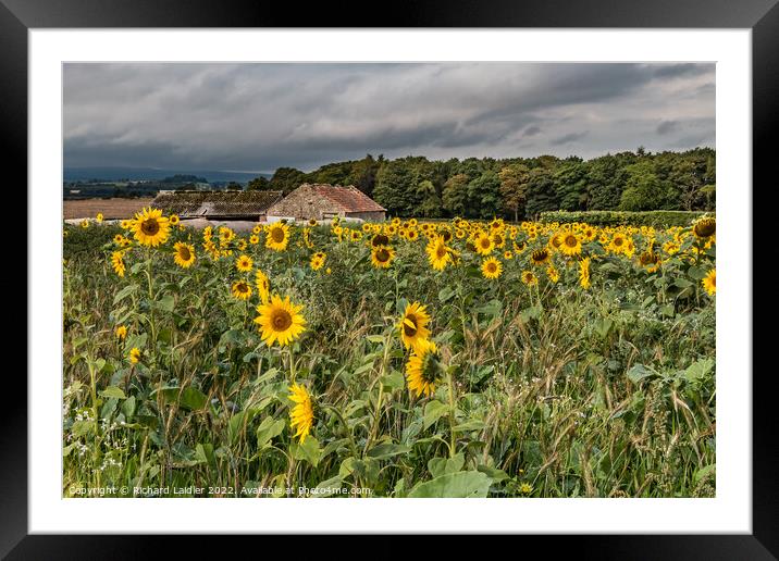 Stormy Sunflowers Framed Mounted Print by Richard Laidler