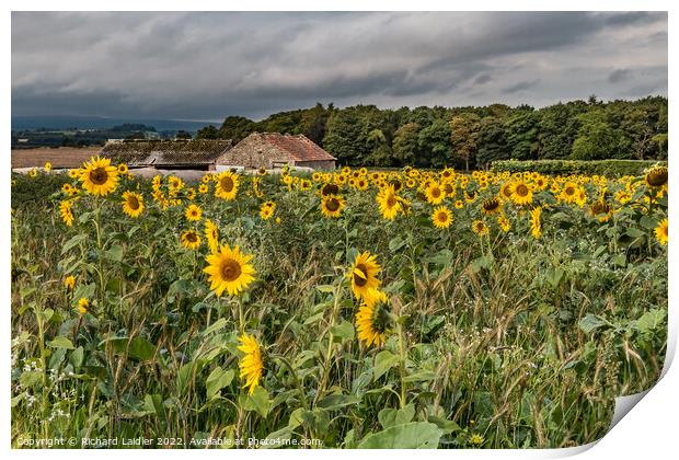 Stormy Sunflowers Print by Richard Laidler