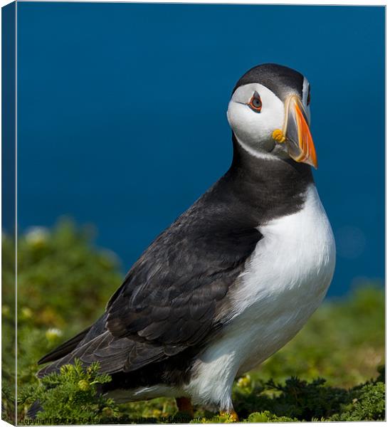 Proud Puffin Canvas Print by Mark Robson