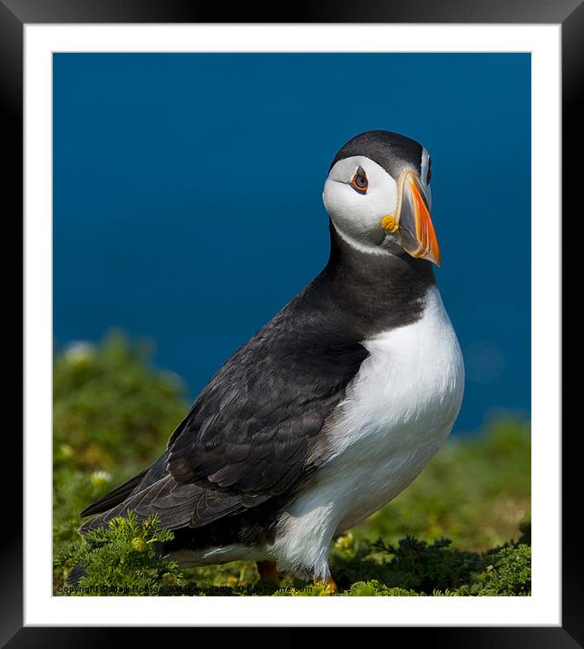 Proud Puffin Framed Mounted Print by Mark Robson