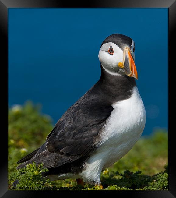 Proud Puffin Framed Print by Mark Robson