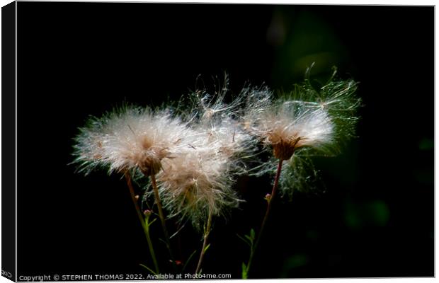 Bad Hair Day - Sow Thistle Canvas Print by STEPHEN THOMAS