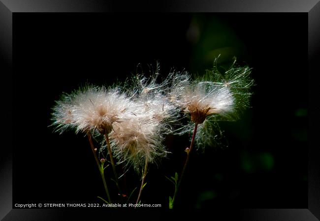 Bad Hair Day - Sow Thistle Framed Print by STEPHEN THOMAS