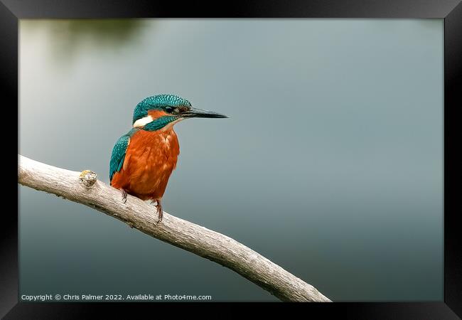 Kingfisher Framed Print by Chris Palmer