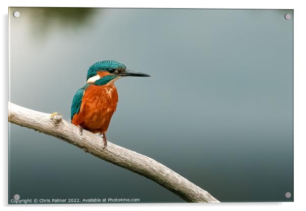 Kingfisher Acrylic by Chris Palmer