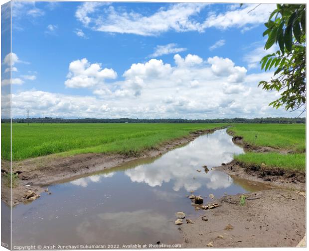 a river flowing the centre of a rice farm under clear blue sky Canvas Print by Anish Punchayil Sukumaran