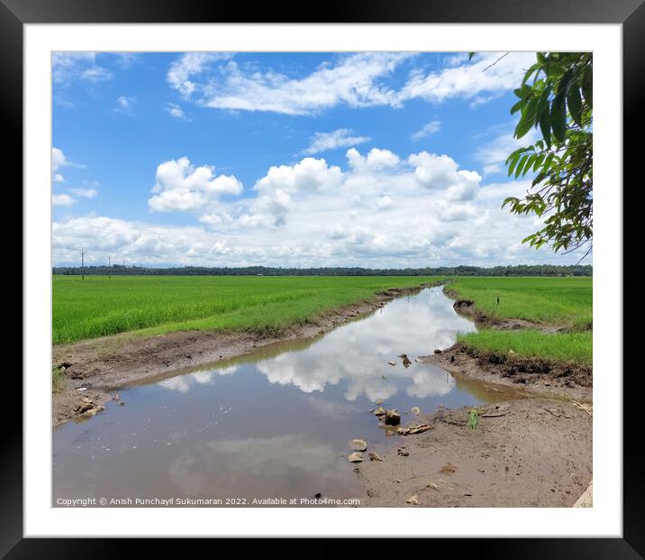 a river flowing the centre of a rice farm under clear blue sky Framed Mounted Print by Anish Punchayil Sukumaran