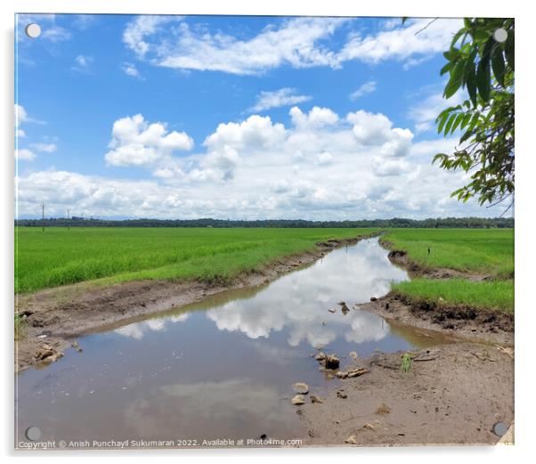 a river flowing the centre of a rice farm under clear blue sky Acrylic by Anish Punchayil Sukumaran