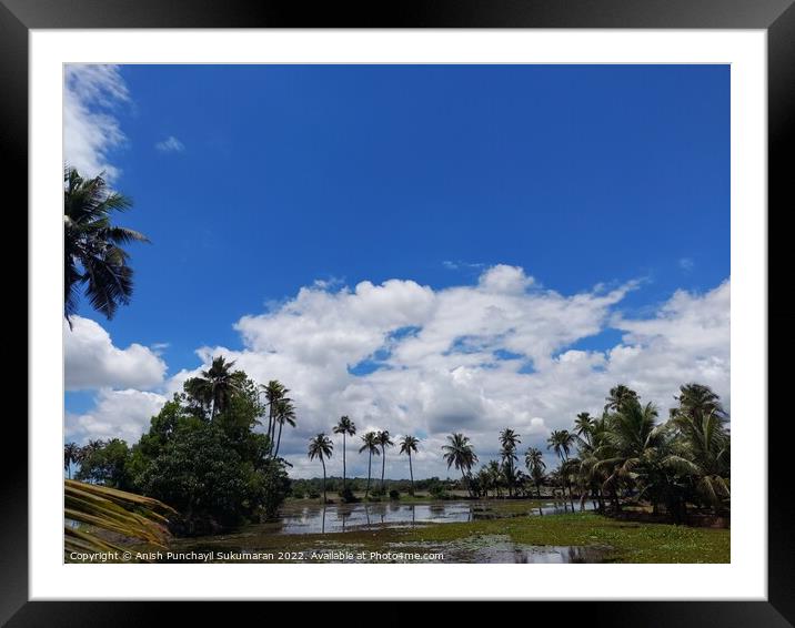 a river flowing the centre of a rice farm under clear blue sky Framed Mounted Print by Anish Punchayil Sukumaran