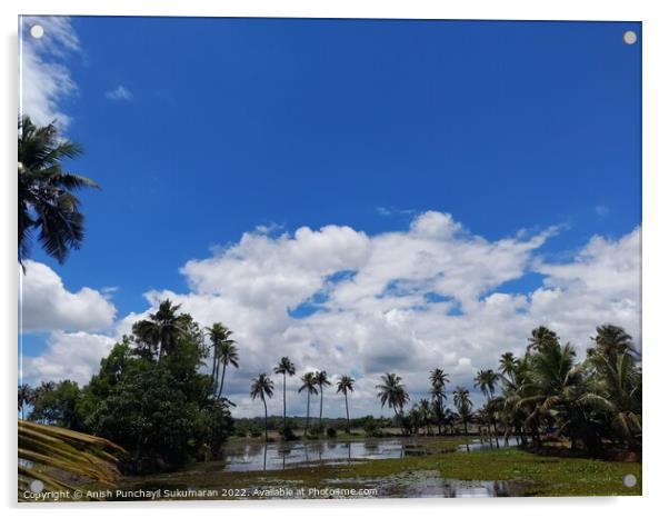 a river flowing the centre of a rice farm under clear blue sky Acrylic by Anish Punchayil Sukumaran