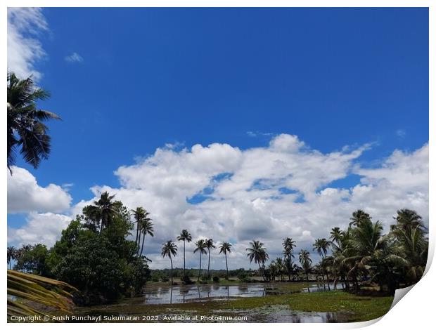 a river flowing the centre of a rice farm under clear blue sky Print by Anish Punchayil Sukumaran