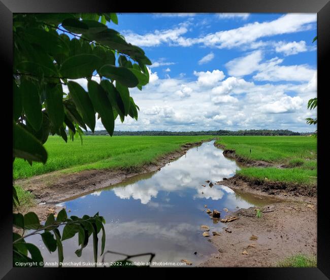 a river flowing the centre of a rice farm under clear blue sky Framed Print by Anish Punchayil Sukumaran