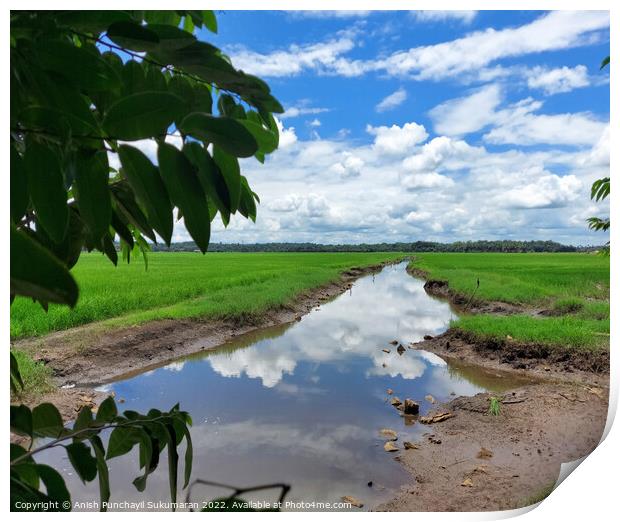 a river flowing the centre of a rice farm under clear blue sky Print by Anish Punchayil Sukumaran
