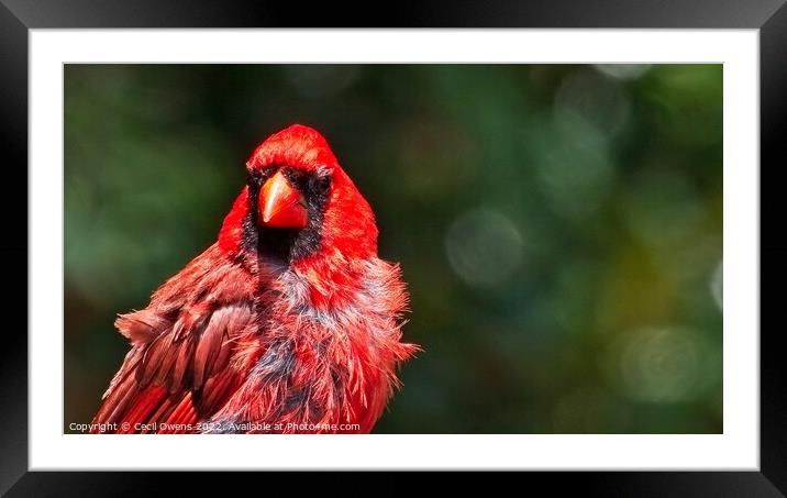 Cardinal Framed Mounted Print by Cecil Owens