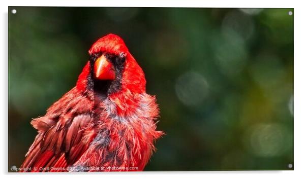 Cardinal Acrylic by Cecil Owens
