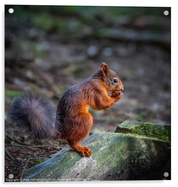 Red squirrel in the woods Acrylic by Mark Hetherington