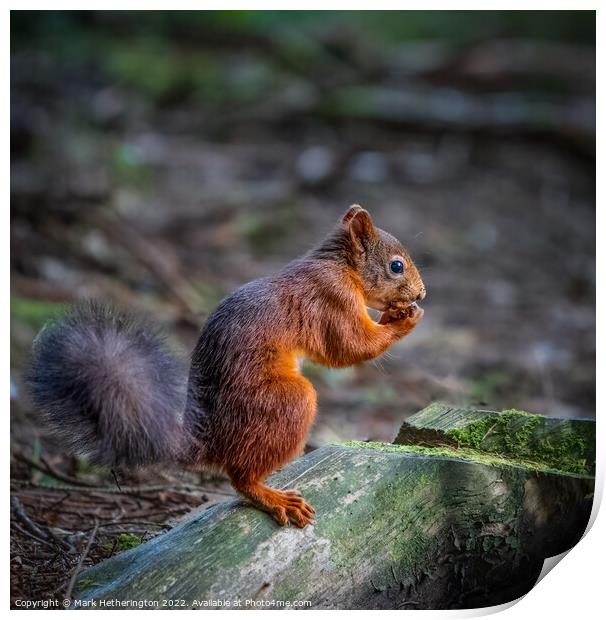 Red squirrel in the woods Print by Mark Hetherington