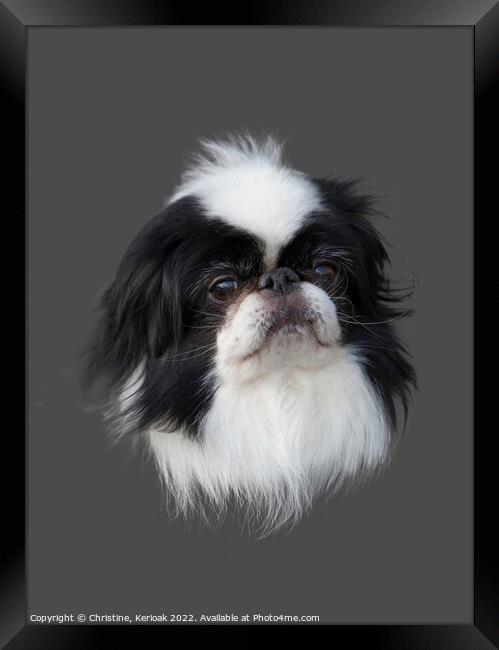 Japanese Chin Portrait Framed Print by Christine Kerioak